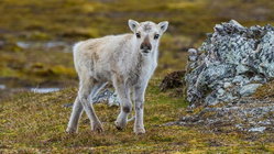Prepare yourself for a look at a rare albino caribou calf photographed possibly for the first time Hobart Accountants